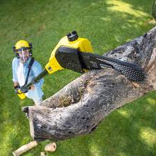 Best Hazardous Tree Removal  in Fair Grove, MO
