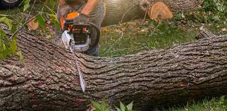 Trusted Fair Grove, MO Tree Care Experts