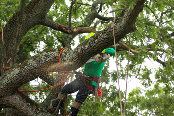 Best Commercial Tree Services  in Fair Grove, MO