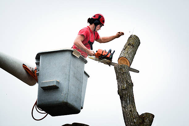 Tree and Shrub Care in Fair Grove, MO