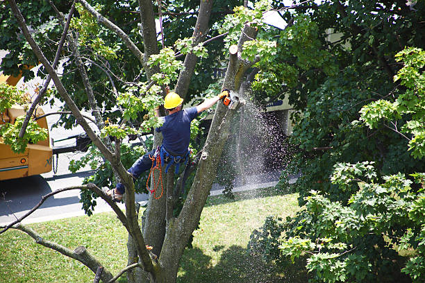 Best Firewood Processing and Delivery  in Fair Grove, MO