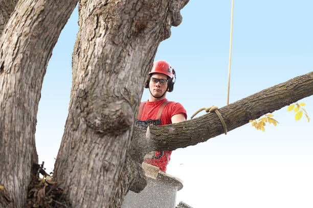 Best Arborist Consultation Services  in Fair Grove, MO